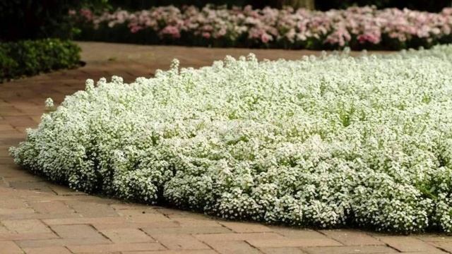 АЛЛИССИУМ - ПОСАДКА УХОД