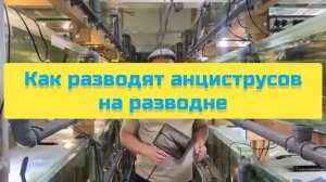 КАК РАЗВОДЯТ АНЦИСТРУСОВ НА РАЗВОДНЕ