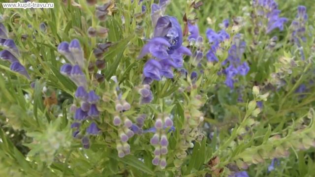 Шлемник байкальский лечебные свойства, противопоказания корня и травы лекарствен смотреть онлайн