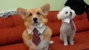 Пёсики пёсики.