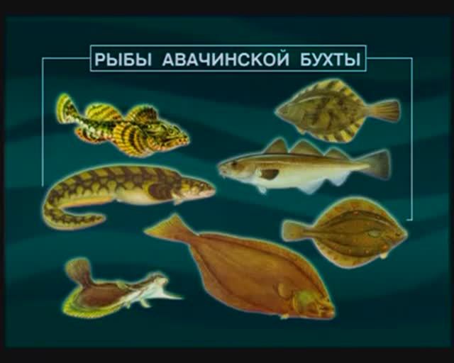 Каких Лучепёрых рыб из класса Actinopterygii можно встретить в Авачинской бухте (Камчатка) ? смотреть онлайн