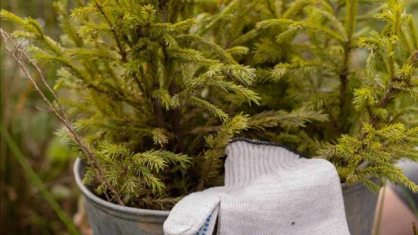 Сохраним лес смотреть онлайн