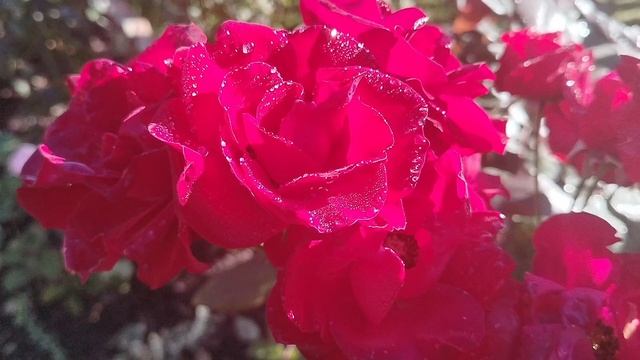 Иней на розах. Первые заморозки осени 2025 смотреть онлайн