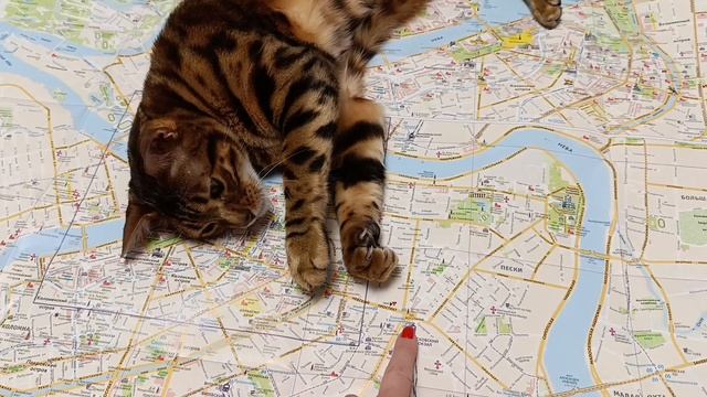 Бенгал и отпуск 🐈🐈⬛😻😻😻