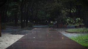 Пусть дождь смоет ваши заботы. Нежные звуки дождя для сна и релаксации