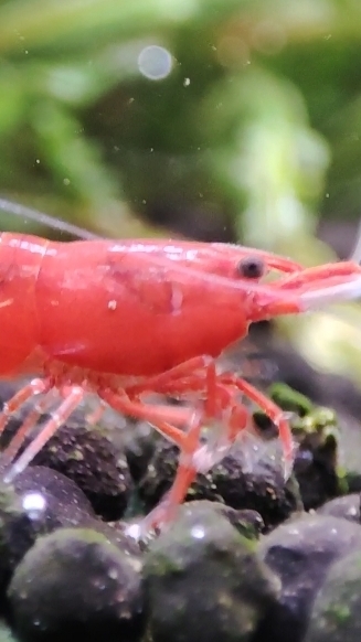 Аквариумная креветка Кровавая Мэри смотреть онлайн