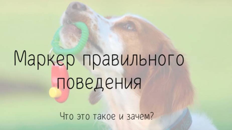 Маркер в дрессировке собак