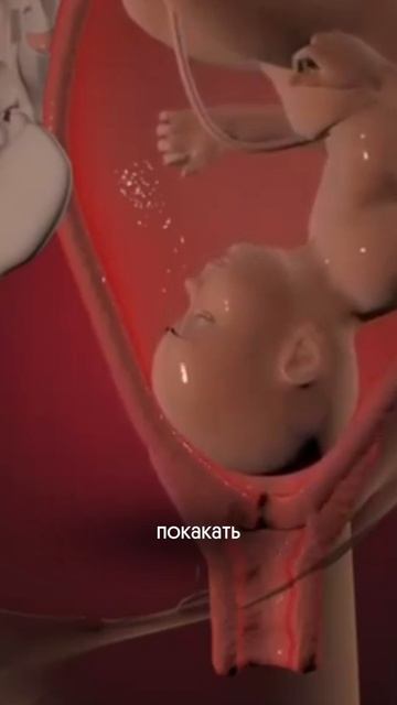 Чем отличаются схватки от потуг? смотреть онлайн