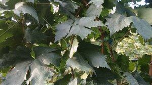 Виноград Автограф (Калугин В. М.) виноградник Король В. Н. г.Краснодар тел. 8-918-62-41-307