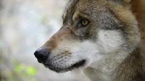 Подружился с волком. Слушать рассказ.