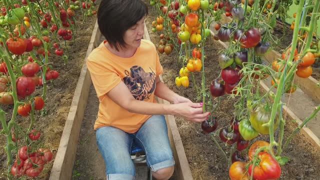 №7 Замечательные томаты селекции Софии Сааковой. Показываем с разрезами (видео 1) 01.08.25 г.