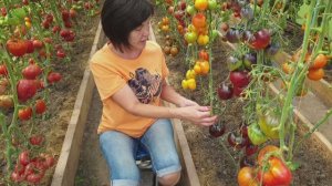 №7 Замечательные томаты селекции Софии Сааковой. Показываем с разрезами (видео 1) 01.08.25 г.