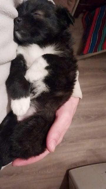 Пышечка высыпается и пофиг на посторонние звуки :) смотреть онлайн