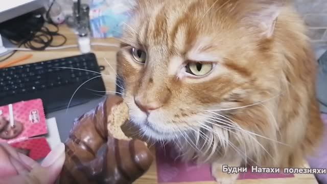 Что делают коты когда нас нет? Удача из пятерочки! Осенний вечер!