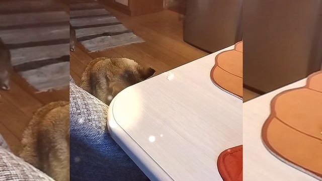 1000097586.mp4Обзор Ольга Уралочка лайф.#уралочка #обзор смотреть онлайн