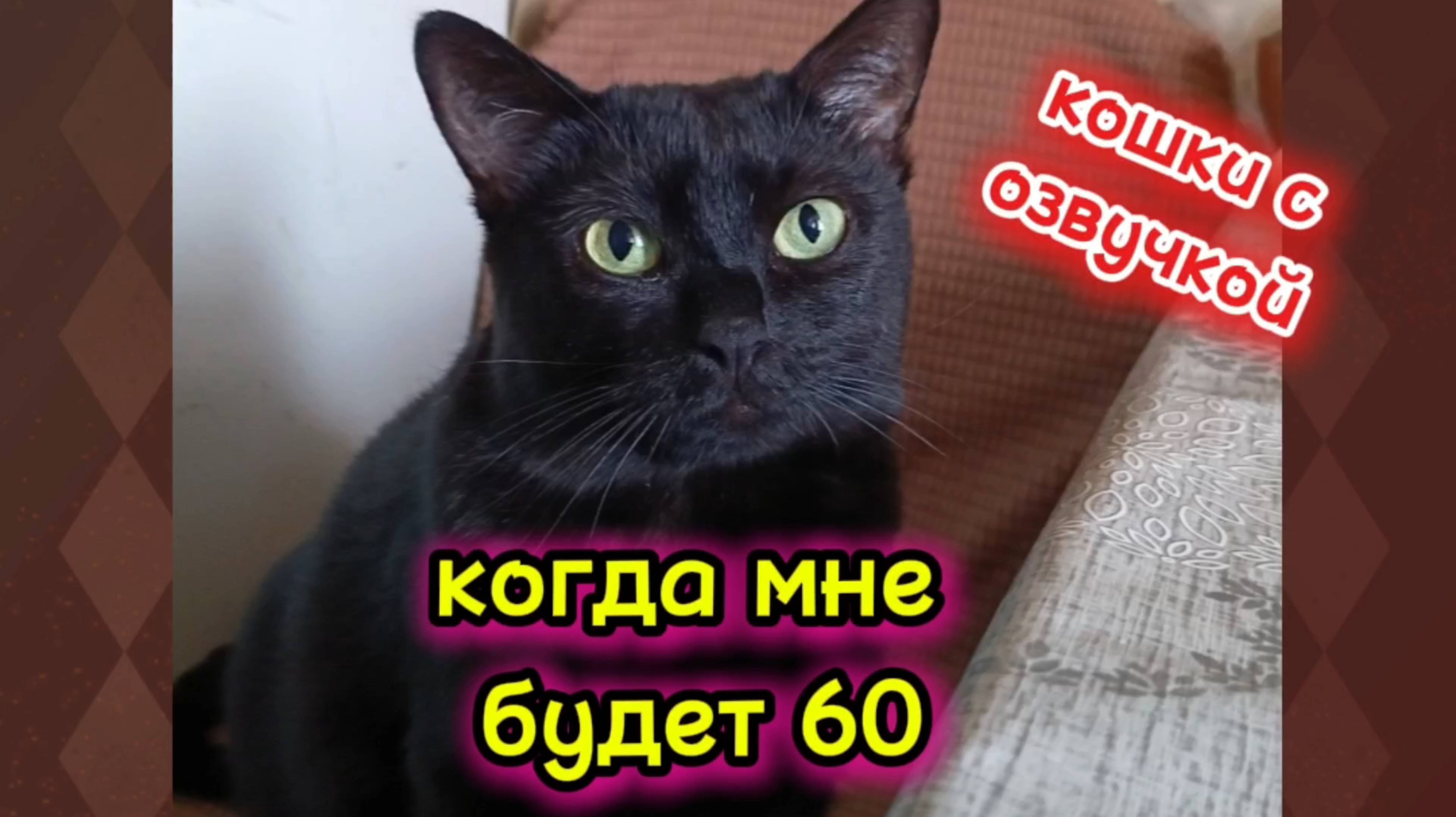 Кошки с озвучкой. смотреть онлайн