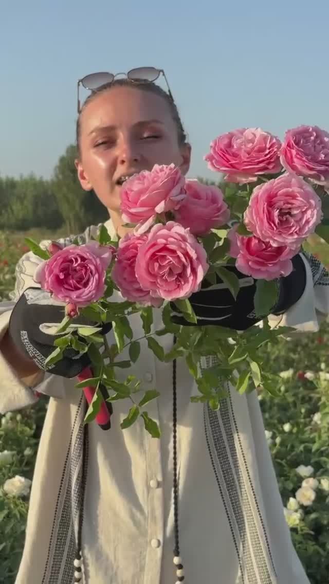 ШИКАРНАЯ РОЗА БЬЕН ВЕНЮ смотреть онлайн