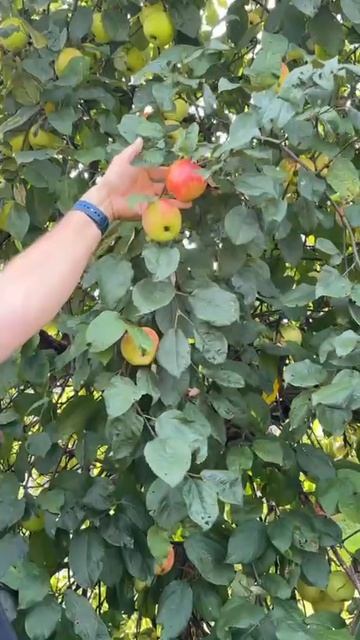 Молодильные яблоки смотреть онлайн