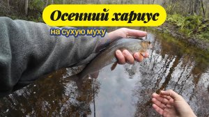 #flyfishing | Осенний хариус на сухую муху |