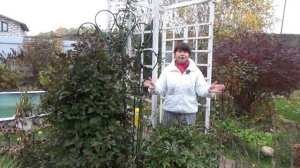 Как обрезать КЛЕМАТИС на зиму, если не знаешь, к какой группе он относится? 🌸