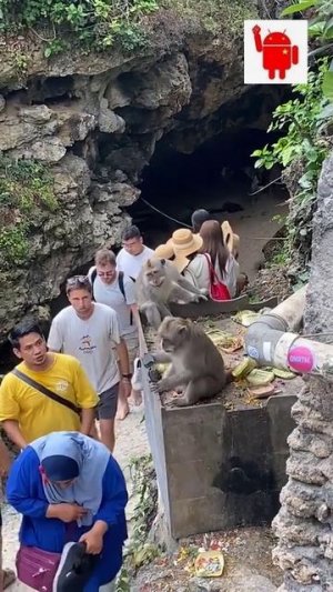 Развлечения обезьян🤣