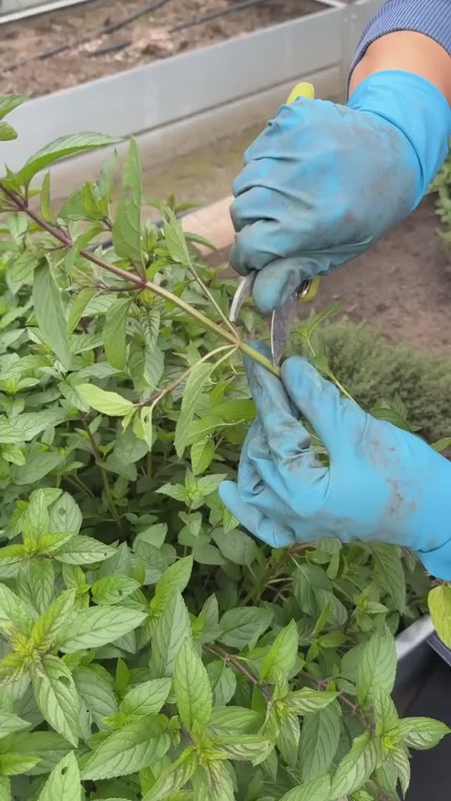 ОБЩАЯ СХЕМА ЧЕРЕНКОВАНИЯ ДЛЯ ВСЕХ РАСТЕНИЙ смотреть онлайн