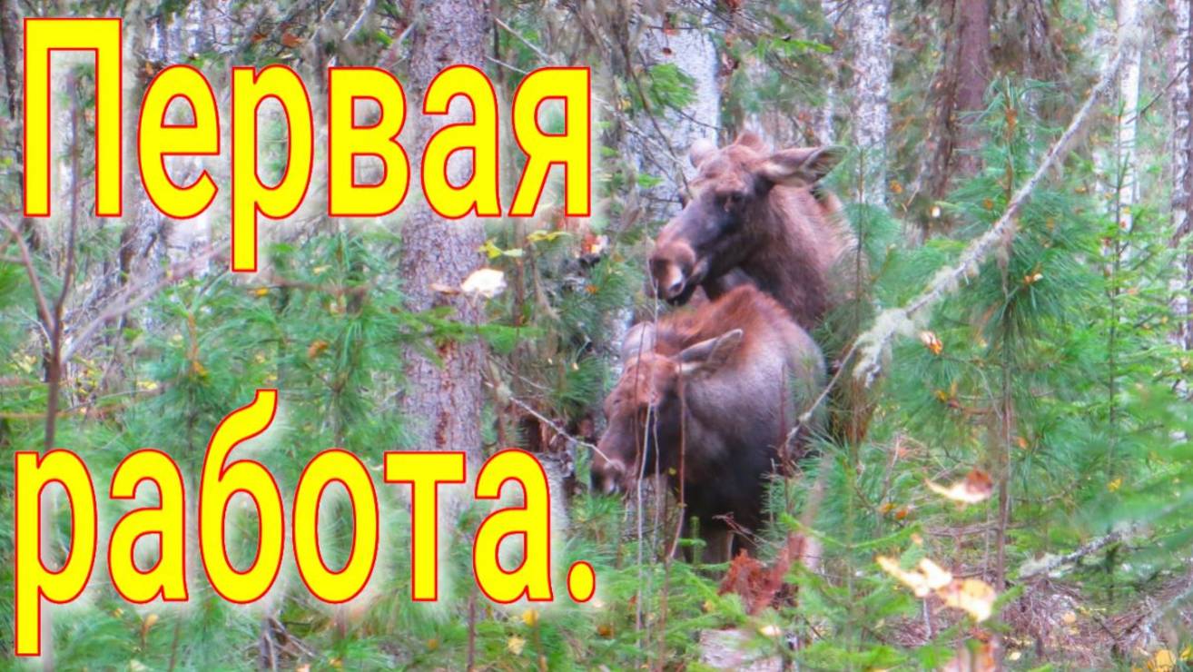 Работа Аркана по лосю подошёл на 20 метров охота на боровую заготовка привады рябчика очень мало смотреть онлайн