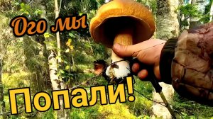 Неожиданный урожай в карельском лесу! от брусники до грибов