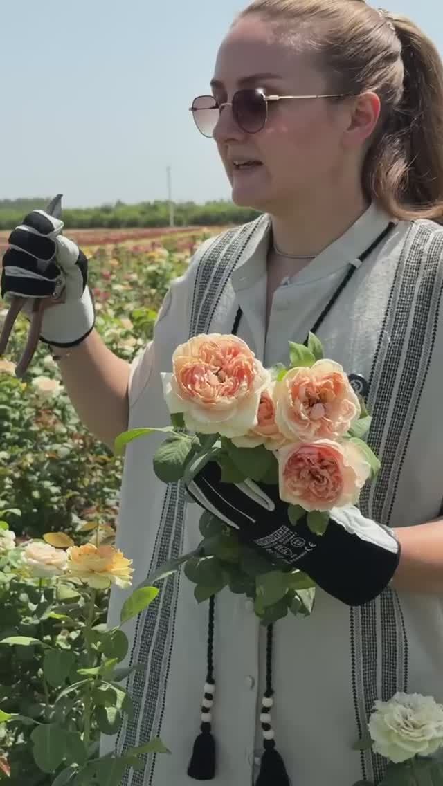 РОЗА САЛАМАНСАР смотреть онлайн