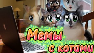 Мемы с котами от А ну-ка давай-ка