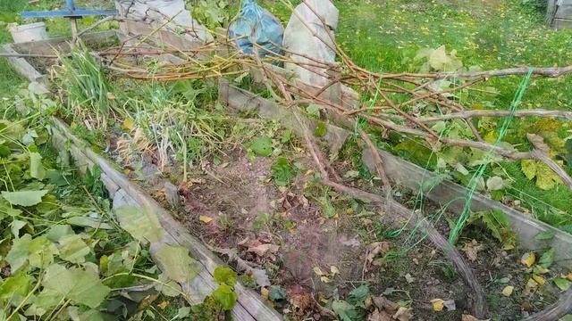 Осенняя обрезка винограда. смотреть онлайн