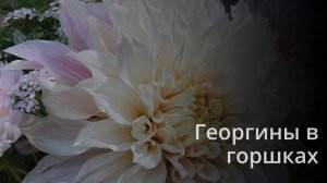 Как правильно выращивать  георгины  в горшках