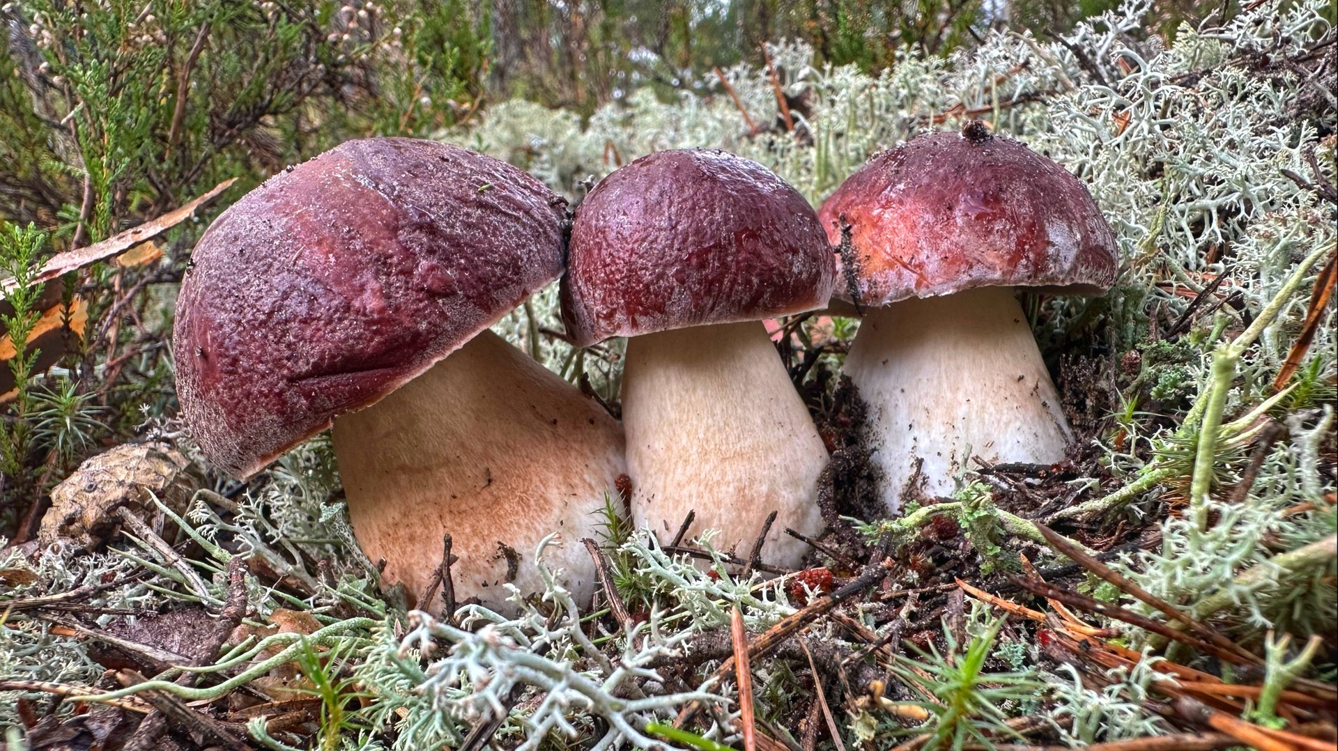 РАЙСКАЯ ТИХАЯ ОХОТА В СОСНОВОМ ЛЕСУ! СОБИРАЕМ ЭТАЛОННЫЕ БОРОВИКИ В КОНЦЕ СЕНТЯБРЯ. БЕЛЫЕ ГРИБЫ 2025