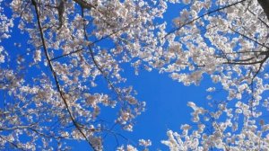 Красивое чтение Корана عبدالله الموسي