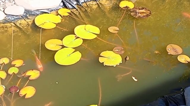 Домик у моря или трое на даче!