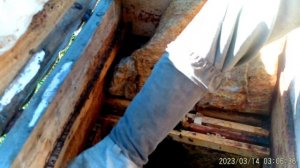 Когда обрабатывать пчелиную  семью от клеща.