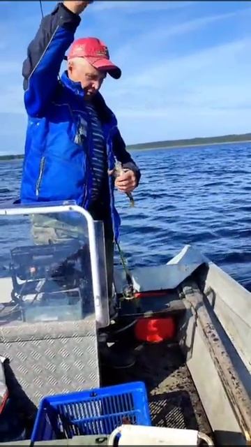 Трофейная рыбалка от «Лисичкиного берега» 🎪
Опытный егерь, проверенные места,