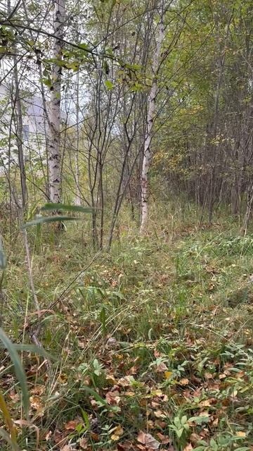 Участок в деревне Нова на улице Грибной. 9.3 сотки. 2 участка рядом. смотреть онлайн