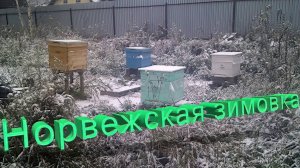 Норвежская система зимовки пчёл: мнение профессора Кашковского