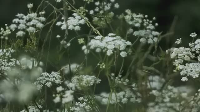 Каникулы в деревне