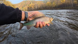 Рыбалка на горной реке Сукпай. Осенний сплав 2025