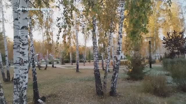 Как красива осенняя берёзка #осенняя_березка #осень смотреть онлайн