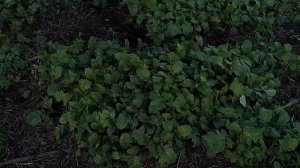 Горчица после заморозка -5 С