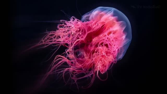 Говорят, что медуза Волосистая цианея (Lion's mane jellyfish) — Cyanea capillata длиннее Синего кита смотреть онлайн