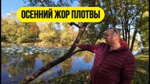 #мормышинг | Осенний жор плотвы | Здоровые рыбы рвут лески |