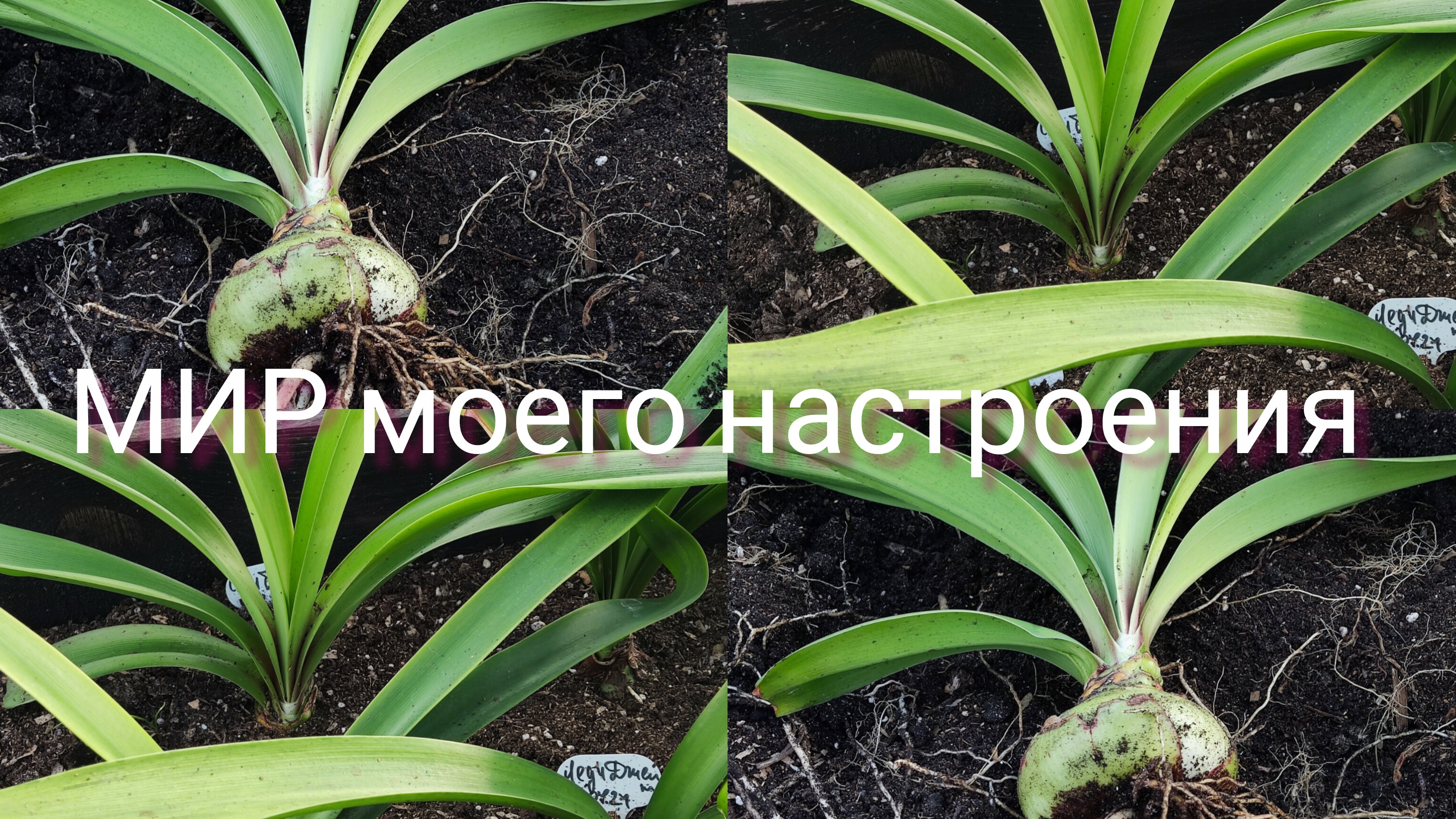 28.09.25 Дача.Гиппеаструмы итоги за лето. смотреть онлайн