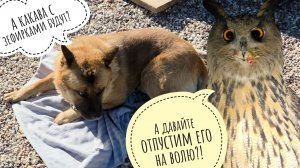 Пёс Кубик выпросил пледик. Собрали урожай кукурузы. У совы Ёлки отменный аппетит