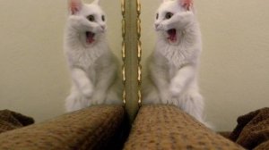 Приколы с котами с озвучкой. Смешные коты. Самые Смешные животные.