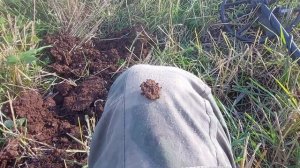 Коп на новом месте с Nokta Find X Pro