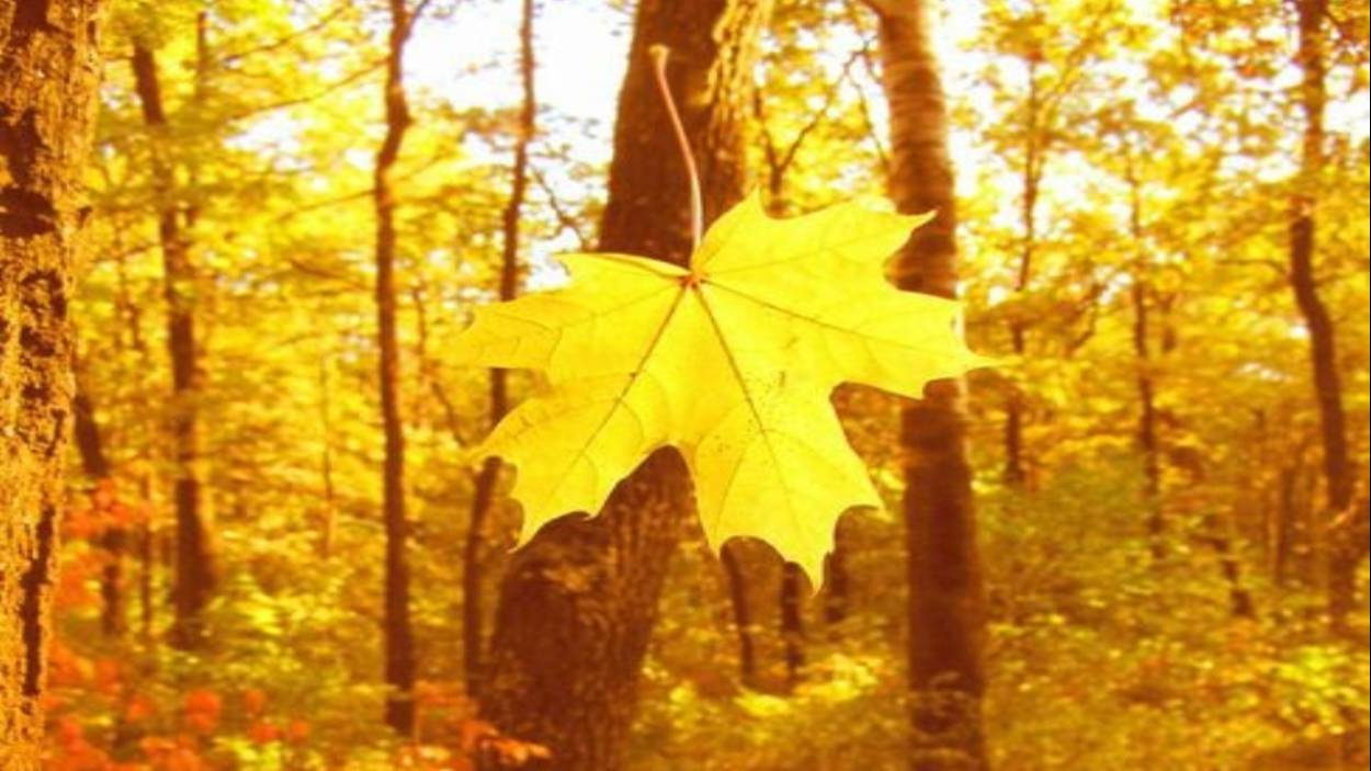 КРУЖИТ ЛИСТИК КЛЕНОВЫЙ (акустика) - Жанна Вишнякова Арс смотреть онлайн